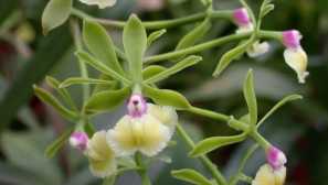 Orchid epidendrum