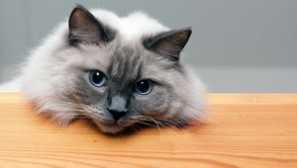 Карактеристики и фотографии, раса на мачка ragdoll
