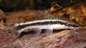 Otocinclus vittatus: опис, содржина