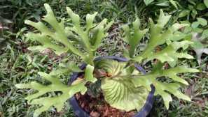 Fern platisterium