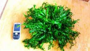Winelova fern: содржина, репродукција, опис, слика