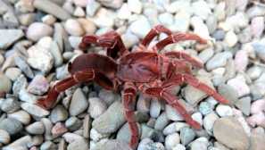 Baboon spider, или royal baboic spider