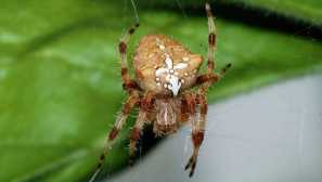 Spider-крстоносна војна