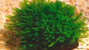 Hepter moss: опис, слика, репродукција, содржина