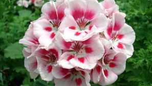 Pelargonium: расте и се грижи дома