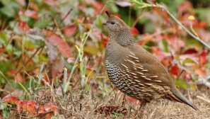 Quail