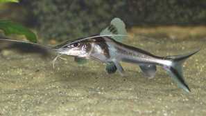 Pimelodus carded (pimelodus ornatus): опис, содржина, слика