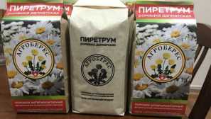 Pyrethrum во прав од прашок за инсектор во peopletrum и нејзиниот propertiesmpirem за борба против постелнина за да се користи пирект во прав во борбата против во прав во прав во прав од инсекти, пакувајќи 300 грама