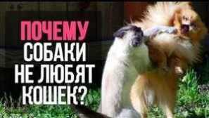 Зошто кучињата не ги сакаат мачките и што може да се направи со него?