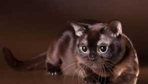 Раса мачки бурма - опис и фотографии на buman cat
