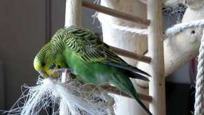 Wavy parrot навики