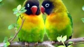 Правила за содржината на папагалот-остатоци