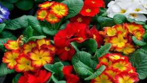 Primrose