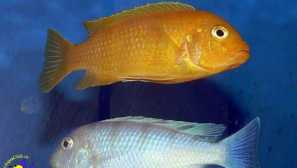 Pseudotrofius lombardo: содржина, одгледување, компатибилност, видео