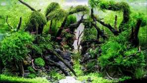 Растенија за создавање на aquasker