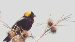 Ориз птица, или bobolink