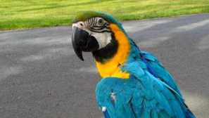 Rod parrots ara: опис