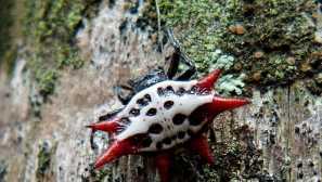 Спајдермен, или шилест пајак круг (lat. Gastercantha cancriffis).