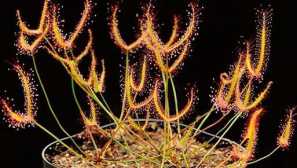 Sundew