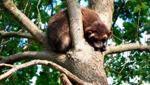 Wolverine