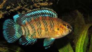 Риба камелеон или badis badis содржина фотографија.