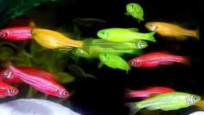 Риба danio roerio во аквариум - содржина и грижа, слика