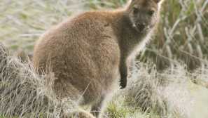 Rych-сива wallaby