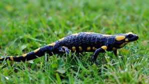 Salamander: опис, домашна нега, слика