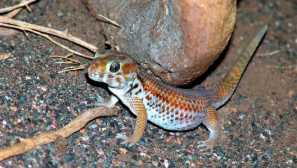 Scycling gecko