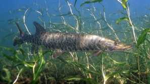 Pike-maskinong.