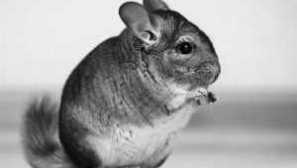 Chinchillas: грижа и одржување дома, карактеристики на карактерот на глодар, исхрана, однесување