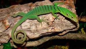 Smaragd или green varan