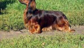 Dachshund куче: краток опис на расата, прегледи на сопствениците