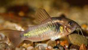 Somomik golden, фати (corydoras anene)