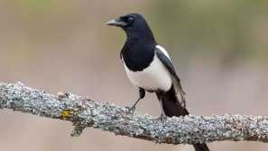 Magpie