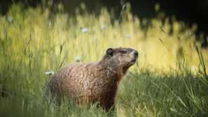 Marmot