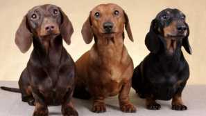Dachshund: историја на одгледување, карактер и болести на оваа раса на кучиња