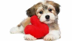 Топ 10 најубави раси на кучиња