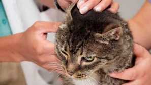 Cat's eyel tick опис, симптоми, причини за инфекција, ефикасен третман