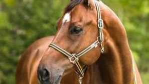 Bridle и halter за коњ, прачки го прават тоа сами