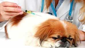 Pekingese кученца вакцинација: редот на вакцинација и како да се подготви дете во постапката