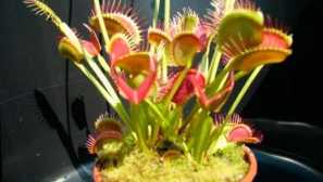 Венера flytrap