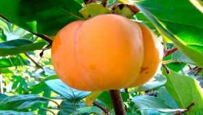 Растејќи persimmon на коска