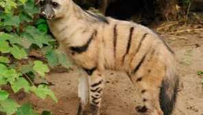 Aardwolf