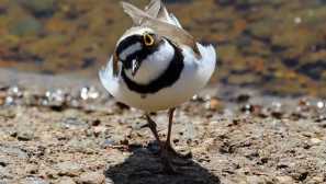 Plover